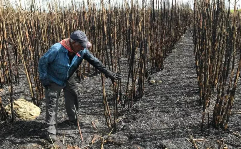 Con investigaciones, multiplicarán semilla de caña de azúcar evn Quintana Roo